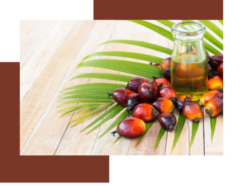 Palm oil CP10