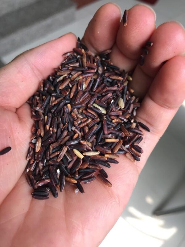 Thai_Berry_rice Thai Berry Rice