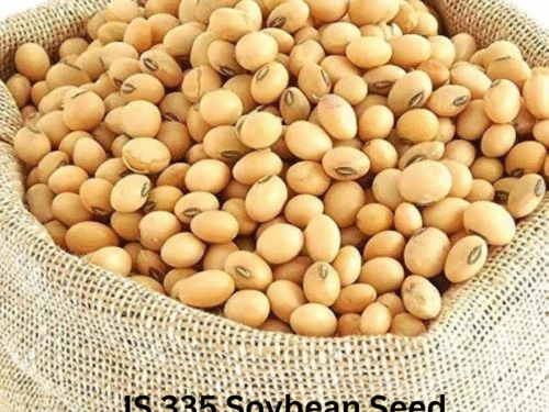 Yellow Soybean