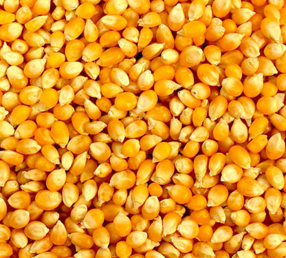 Yellow corn