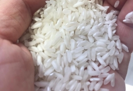 gao-trang-hat-dai-504-742609050278_262x180 Vietnam Long grain White rice 504