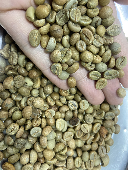 robusta Robusta Coffee