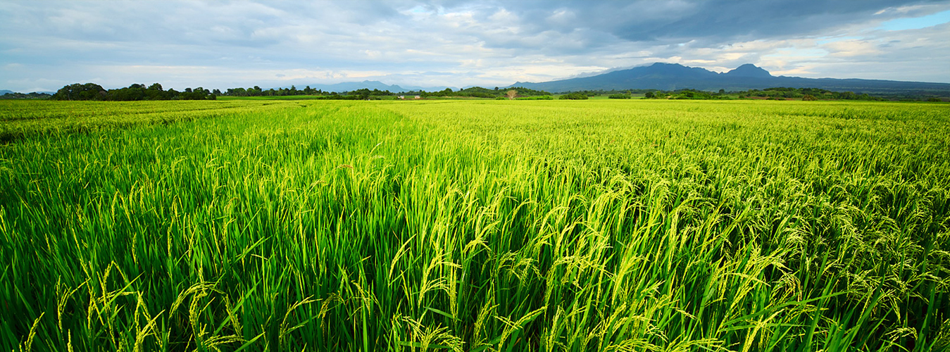 visa-du-lich-my-visa-du-hoc-my-4482074155768451 Vietnam Long grain white rice 4900